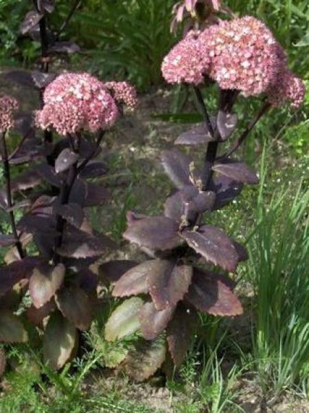 Orpin 'Stewed Rhubard Mountain'