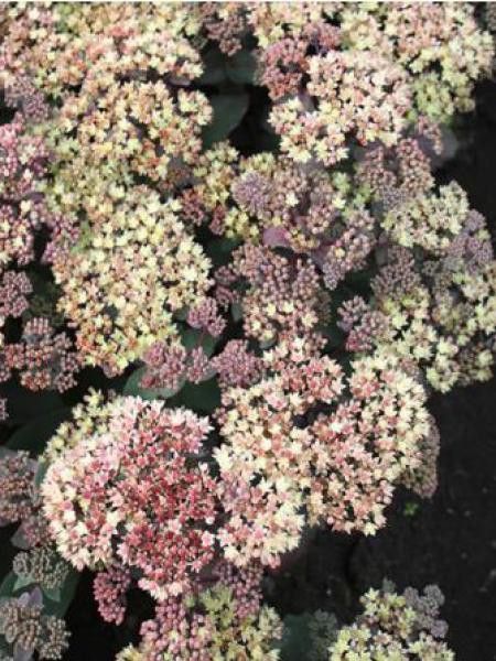 Orpin 'Twinkle Star'