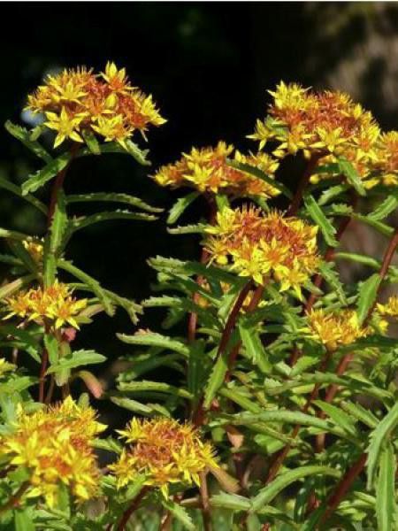 Orpin 'Yellow Brown'