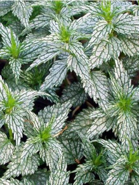 Ortie jaune 'Hermann's Pride'