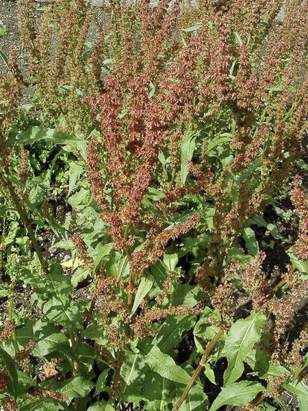 Oseille-épinard, Patience