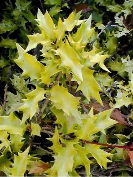 Osmanthe à feuilles variables 'Ogon'