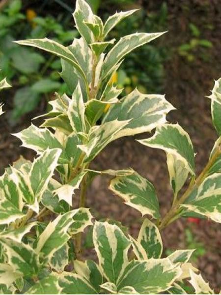 Osmanthe à feuilles variables 'Variegatus'