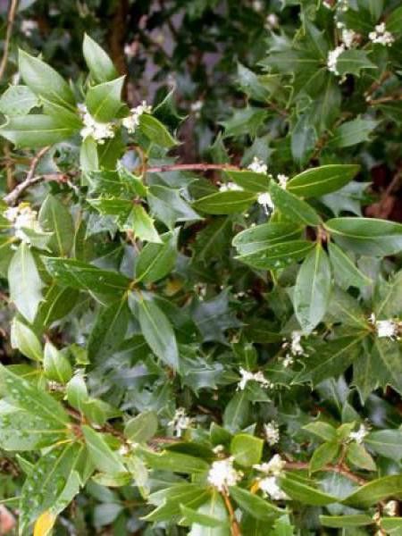 Osmanthe à feuilles variables