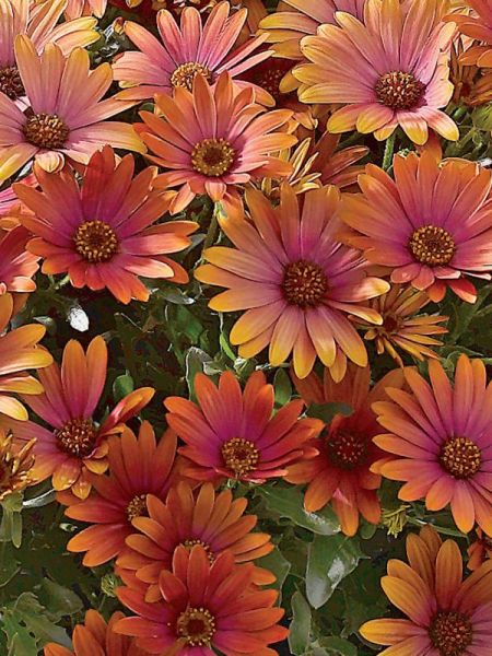 Osteospermum 'Flower Power Pink Honey'
