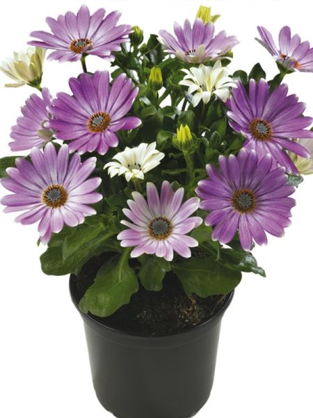 Osteospermum 'Flower Power Blue'