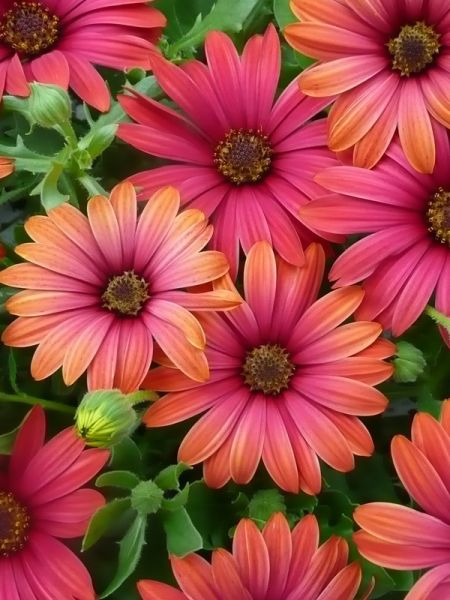 Osteospermum 'Erato Special Fire'