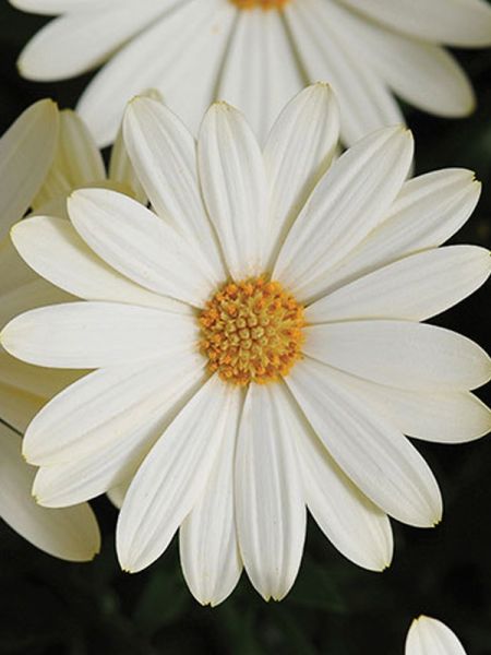 Osteospermum 'Almond'