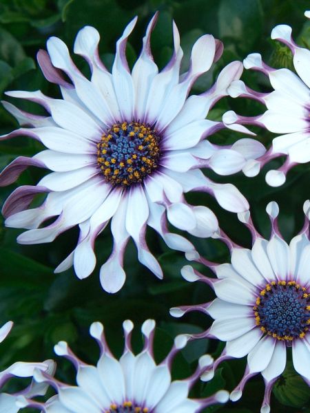 Osteospermum 'Flower Power Spider White'