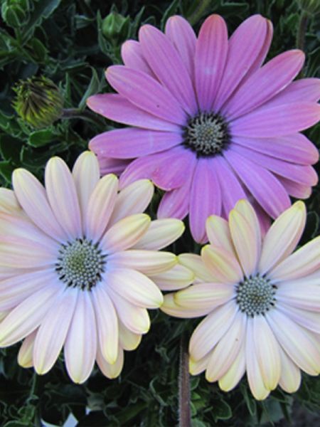 Osteospermum 'Flower Power Shadow Lemon'