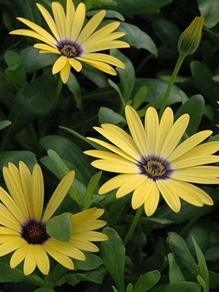 Osteospermum 'Symphony Banana'