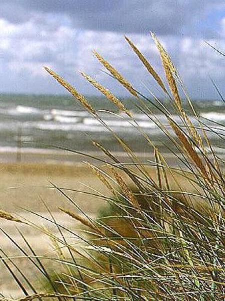 Oyat, Roseau des sables