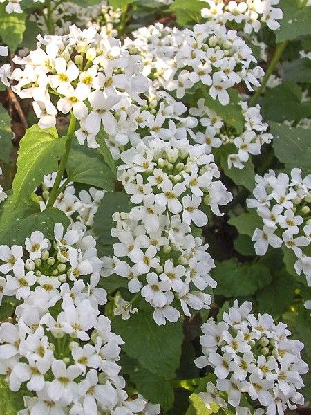 Pachyphragma macrophyllum