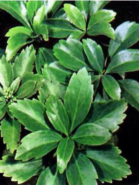 Pachysandra terminalis 'Green Carpet'