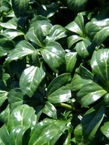 Pachysandra terminalis 'Green Sheen'