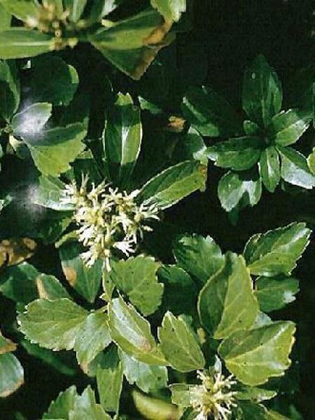 Pachysandra terminalis