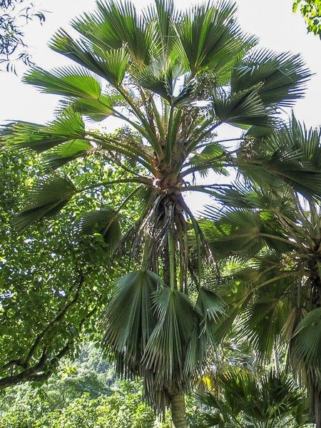 Palmier de Hillebrand