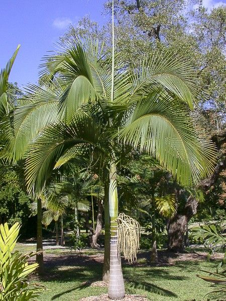 Palmier royal