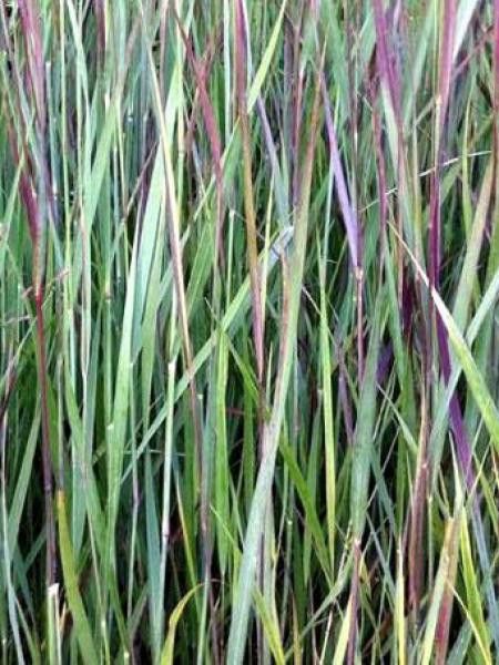 Panic effilé 'Cardinal'