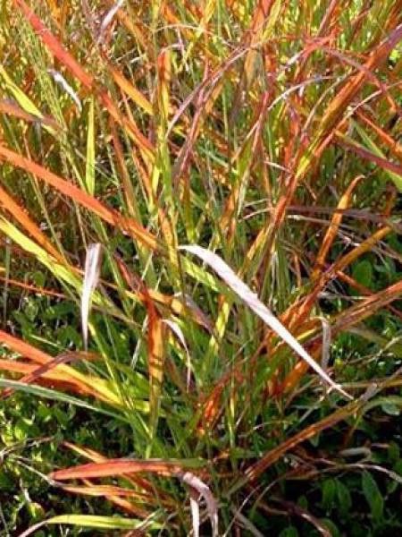 Panic effilé 'Hänse Herms'