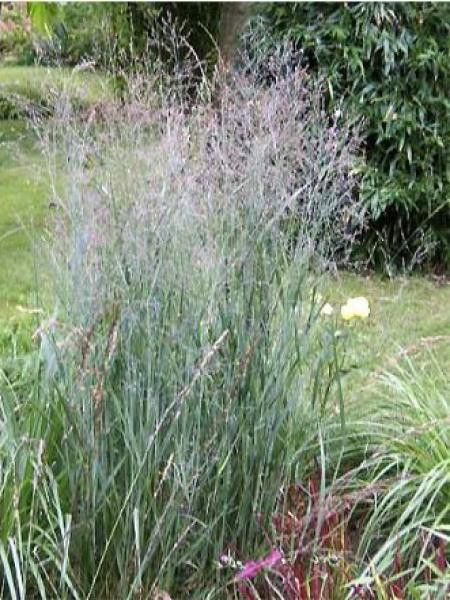 Panic effilé 'Heavy Metal'