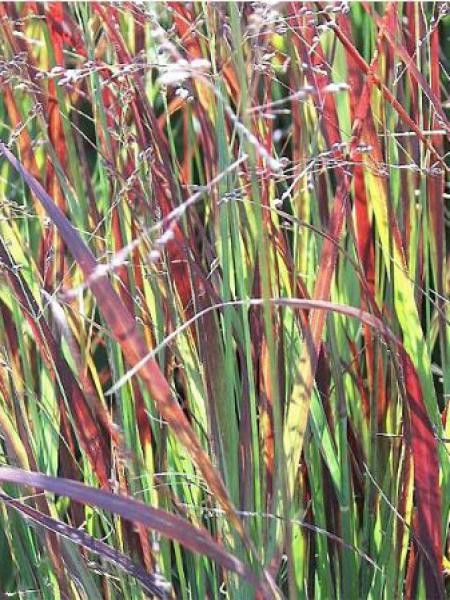 Panic effilé 'Heiliger Hain'