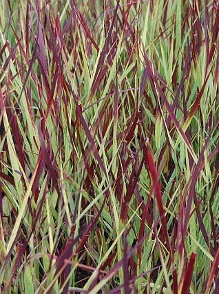 Panic effilé 'Külsenmoor'