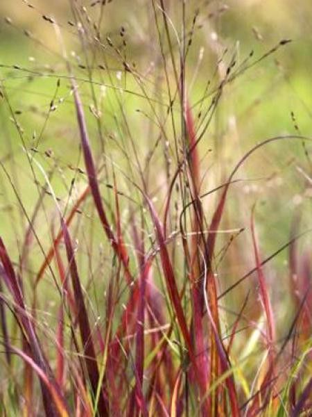 Panic effilé 'Kupferhirse'