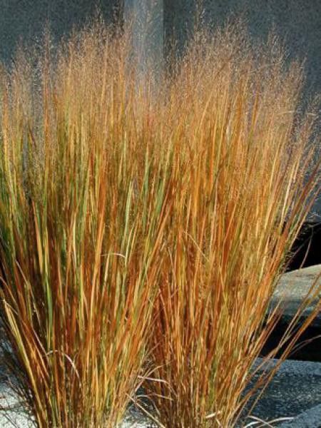 Panic effilé 'Northwind'