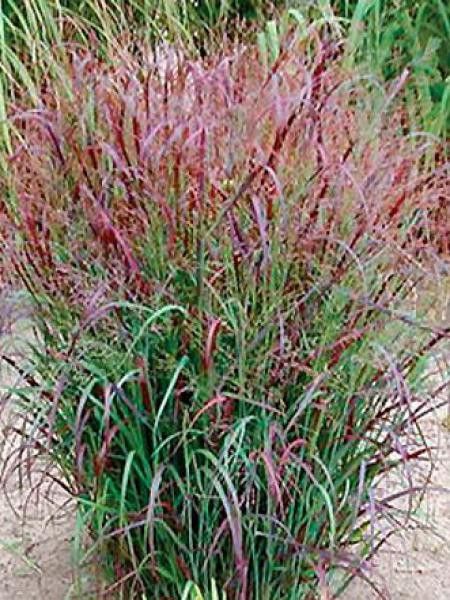 Panic effilé 'Prairie Sky'