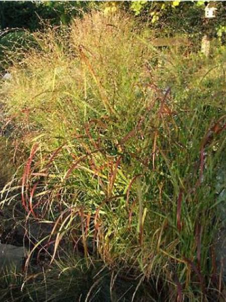 Panic effilé 'Rehbraun'