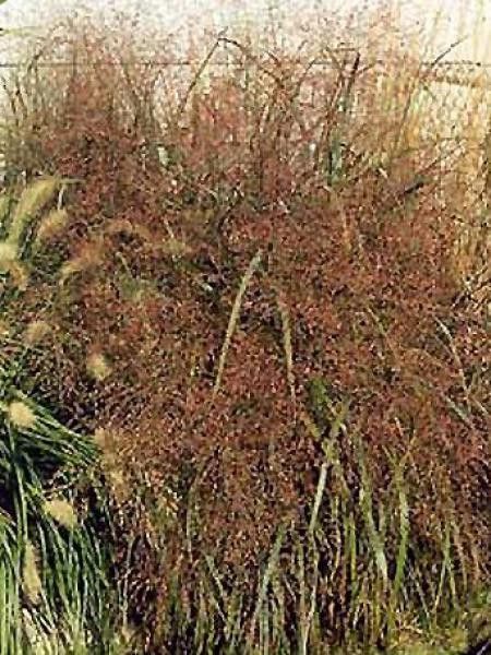 Panic effilé 'Squaw'