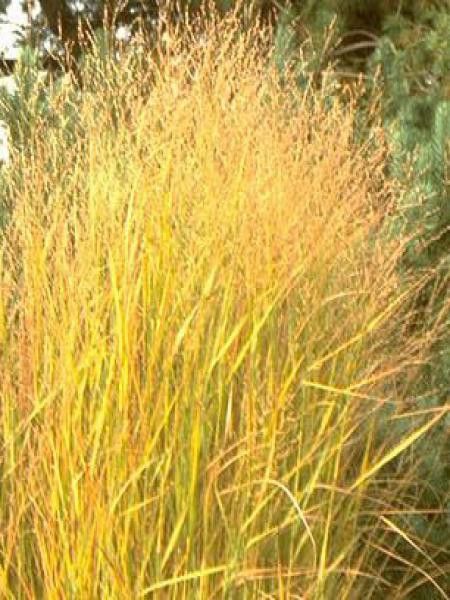 Panic effilé 'Strictum'