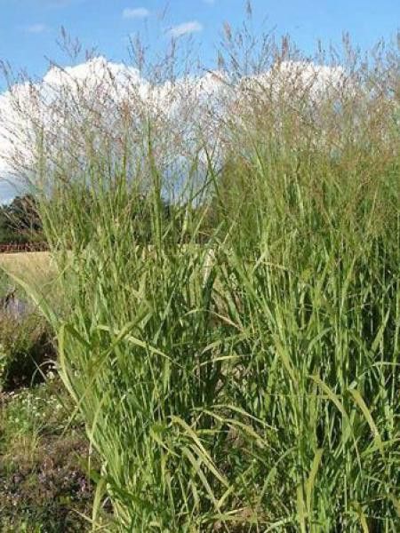 Panic effilé 'Strictum Compactum'