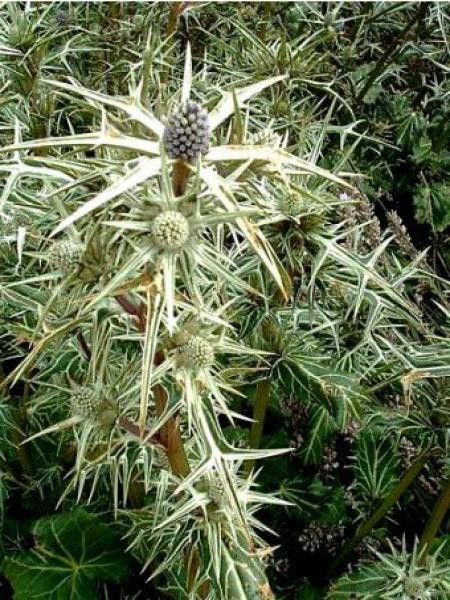 Panicaut, Chardon variifolium