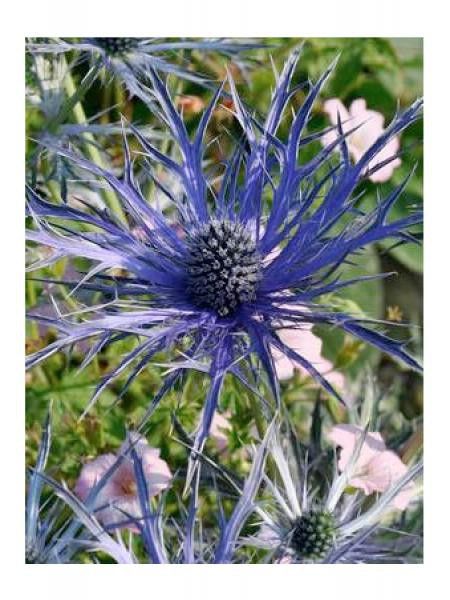 Panicaut, Chardon 'Violetta'