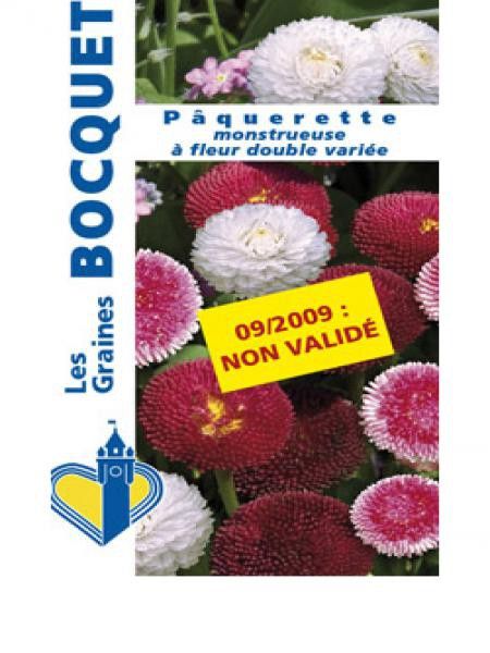 Paquerette à fleurs doubles en mélange