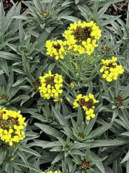 Passerage des montagnes 'Berggold'