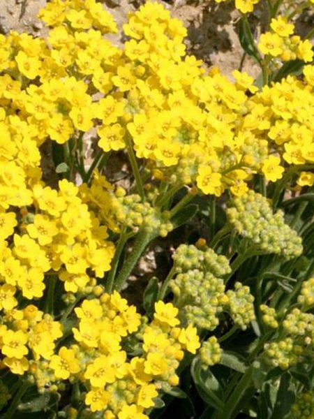 Passerage des montagnes