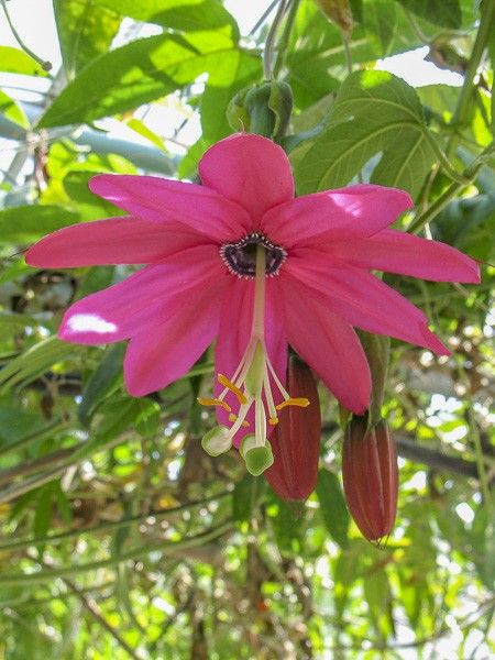 Passiflore exoniensis