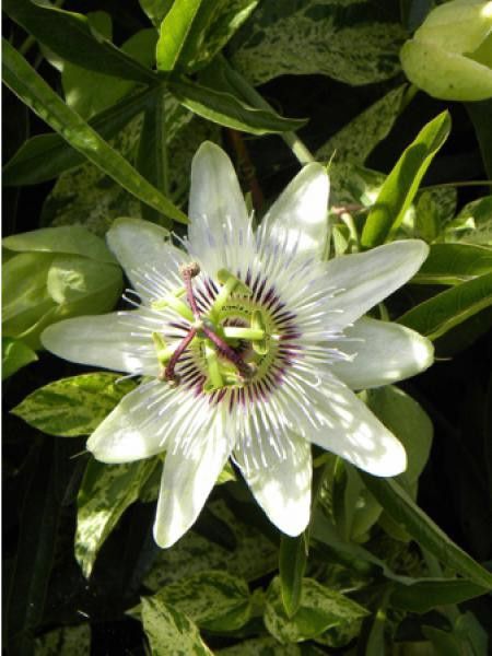 Passiflore, Fleur de la passion 'Clear Sky®'