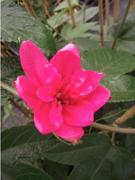 Passiflore 'Pink Passion®'