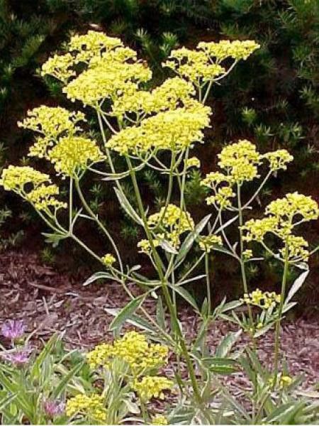 Patrinia scabiosifolia 