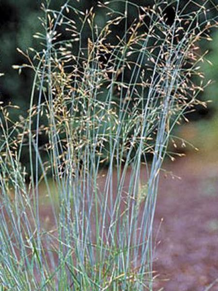 Pâturin 'Blue Hills'