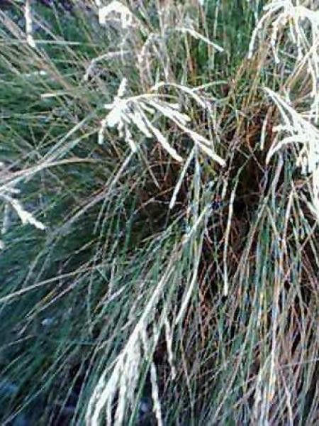 Pâturin labillardieri