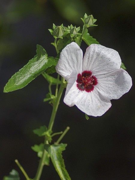 Pavonia rose, Guimauve à feuilles marbrées