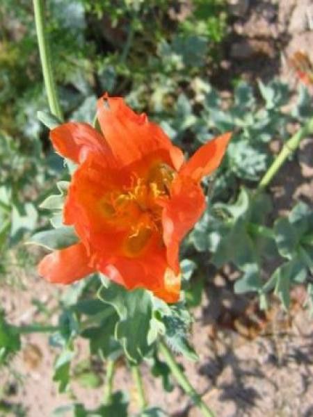 Pavot cornu 'Aurantiacum'