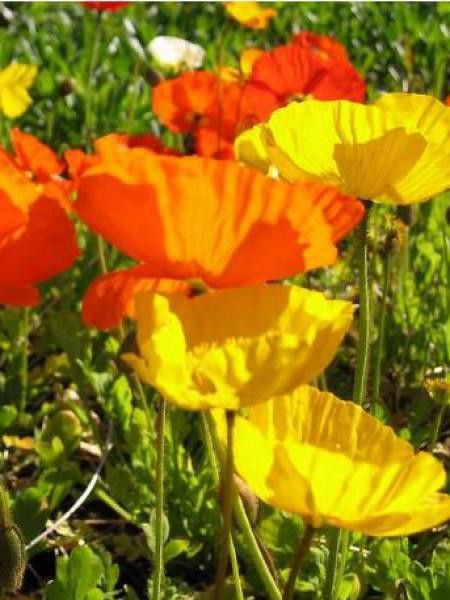 Pavot d'Islande 'Gartenzwerg'