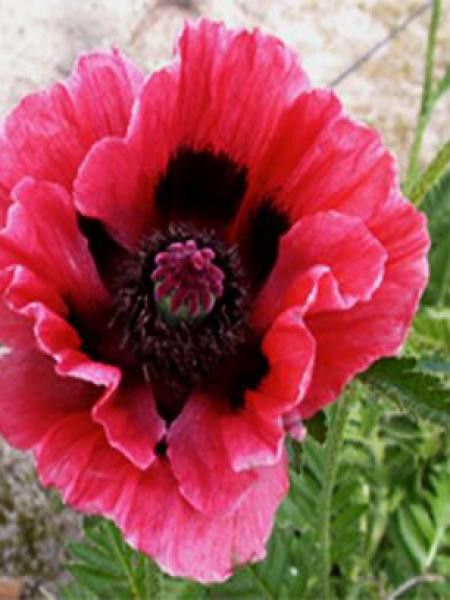 Pavot d'orient 'Central Park'