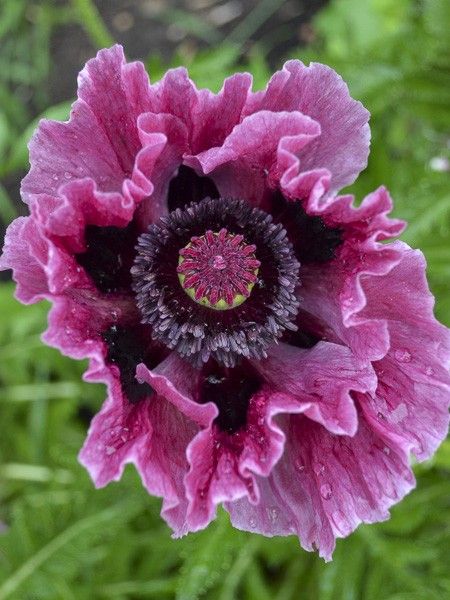 Pavot d'orient 'Lilac Girl'